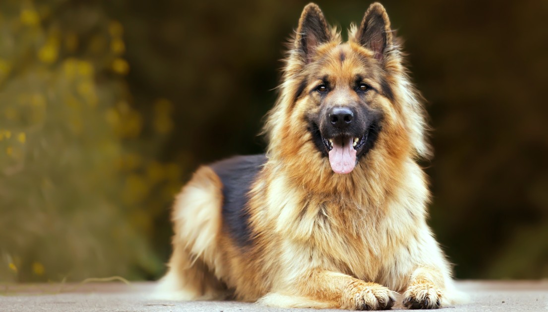 The German Shepherd: Affectionate, Loyal Companion Dogs